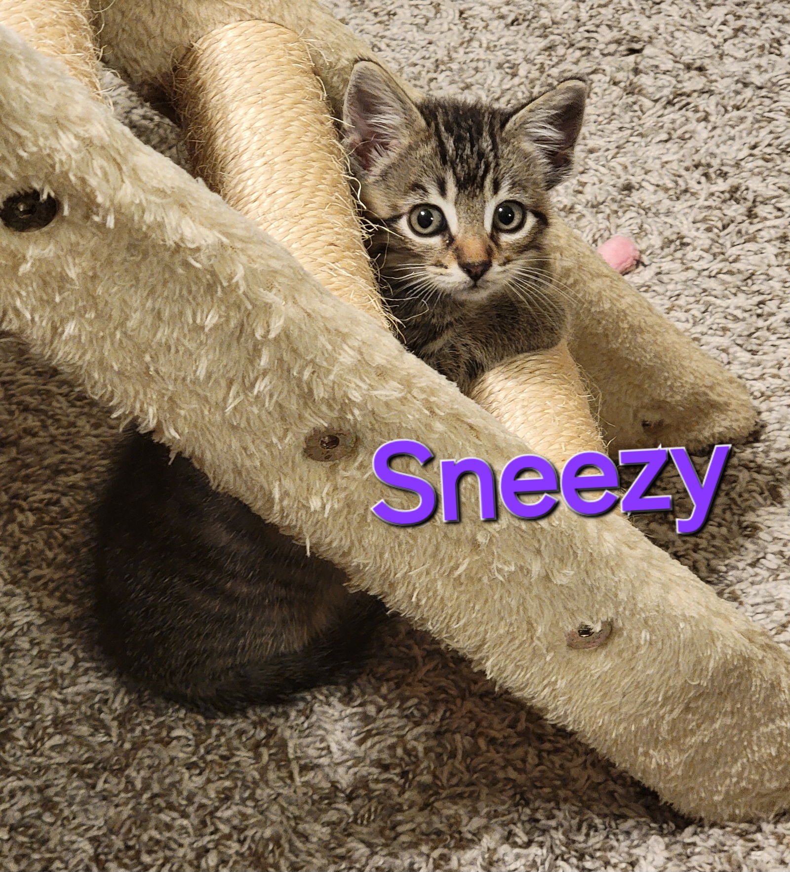 adoptable Cat in Williamsburg, IA named Sneezy