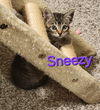 adoptable Cat in , IA named Sneezy