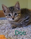 adoptable Cat in , IA named Doc