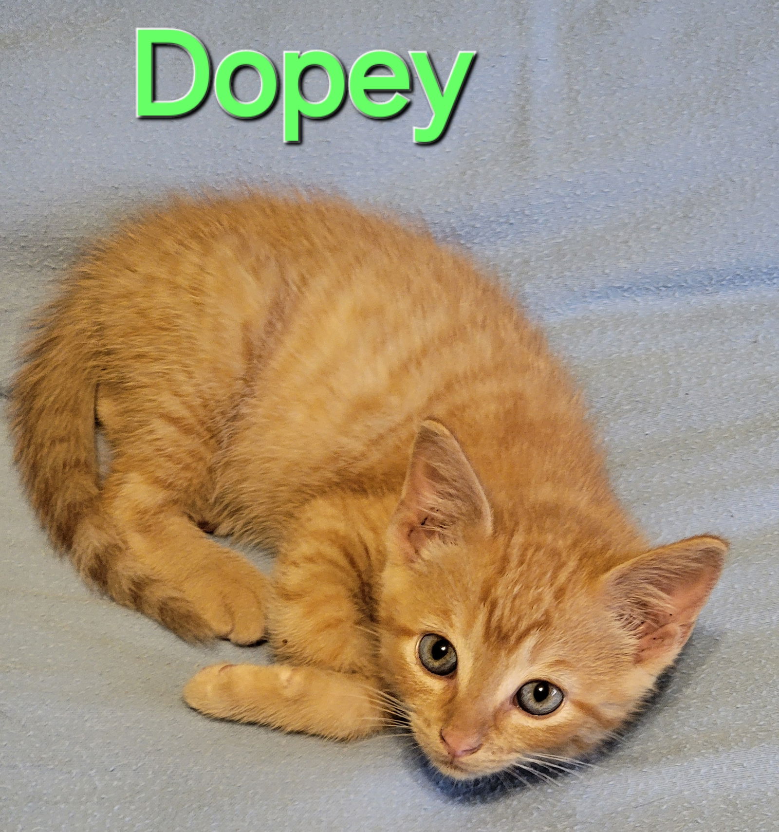 adoptable Cat in Williamsburg, IA named Dopey