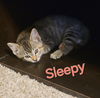 adoptable Cat in , IA named Sleepy