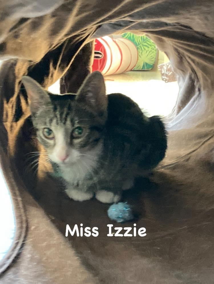 adoptable Cat in Williamsburg, IA named Miss Izzie