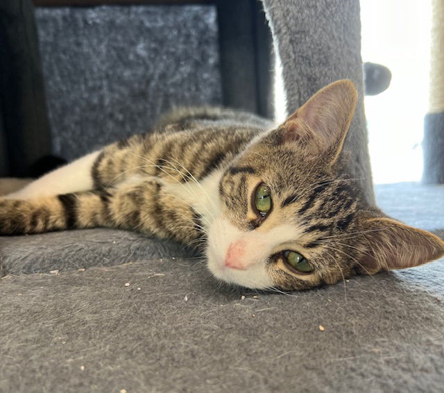 adoptable Cat in Williamsburg, IA named James Juniper 