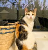 adoptable Cat in , IA named Agnes "Aggie"