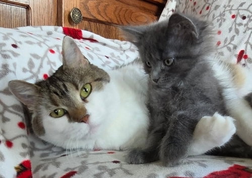 Bella (Hospice Foster), a cat for adoption from Safe Haven of Iowa County