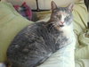 Trudy (Special Needs FIV)