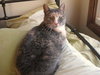Trudy (Special Needs FIV)