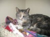 Trudy (Special Needs FIV)