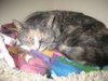Trudy (Special Needs FIV)