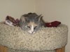 Trudy (Special Needs FIV)