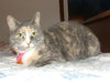 Trudy (Special Needs FIV)