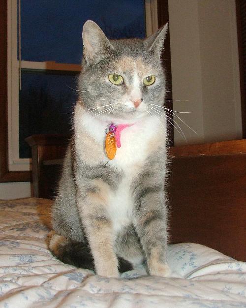 Trudy (Special Needs FIV)