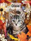 Dixie