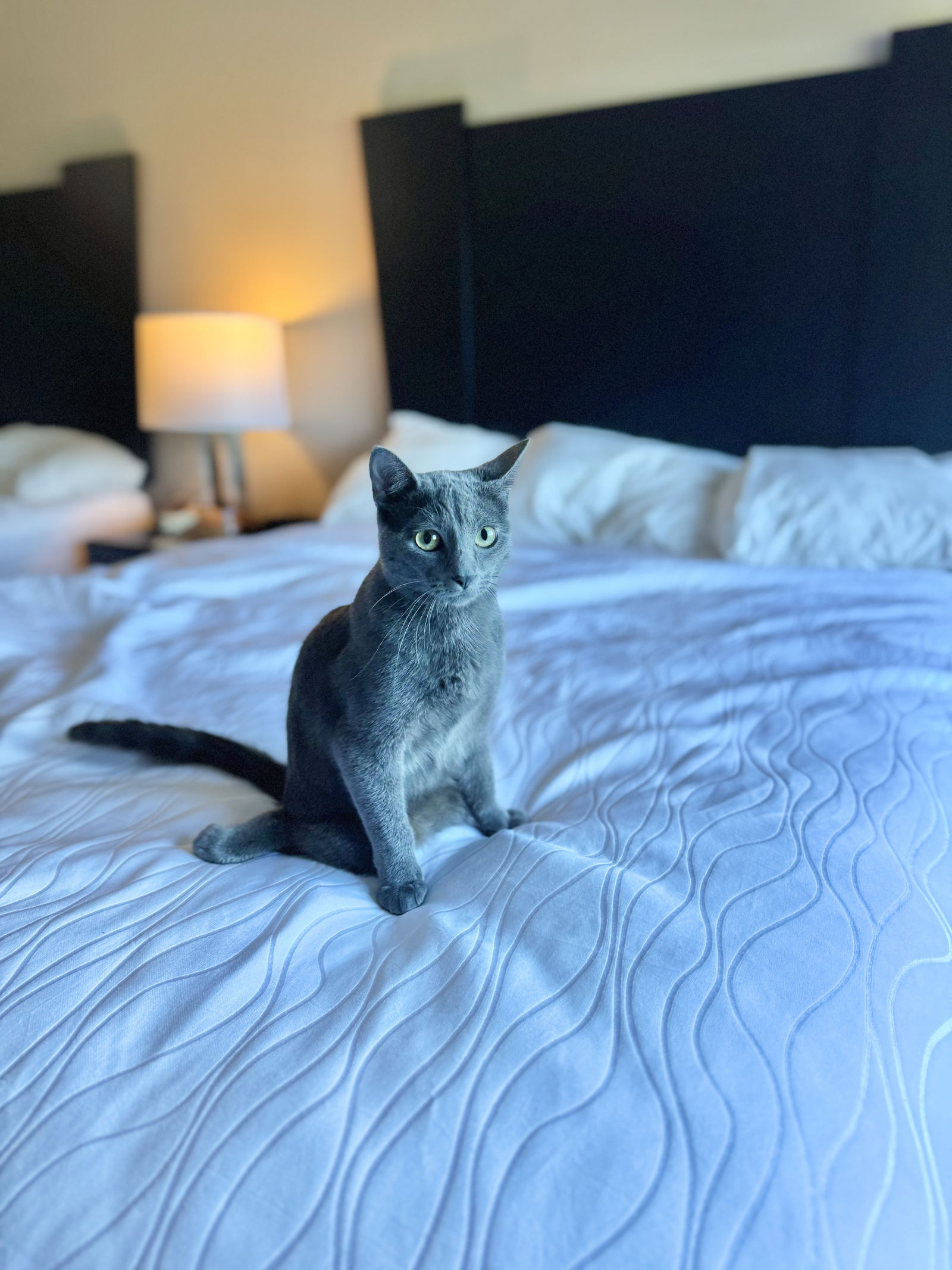 adoptable Cat in Williamsburg, IA named Lottie