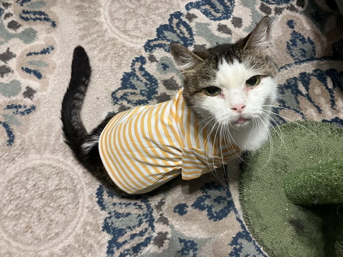 PRINCESS (FIV+) - Domestic Short Hair / Tabby available for adoption
