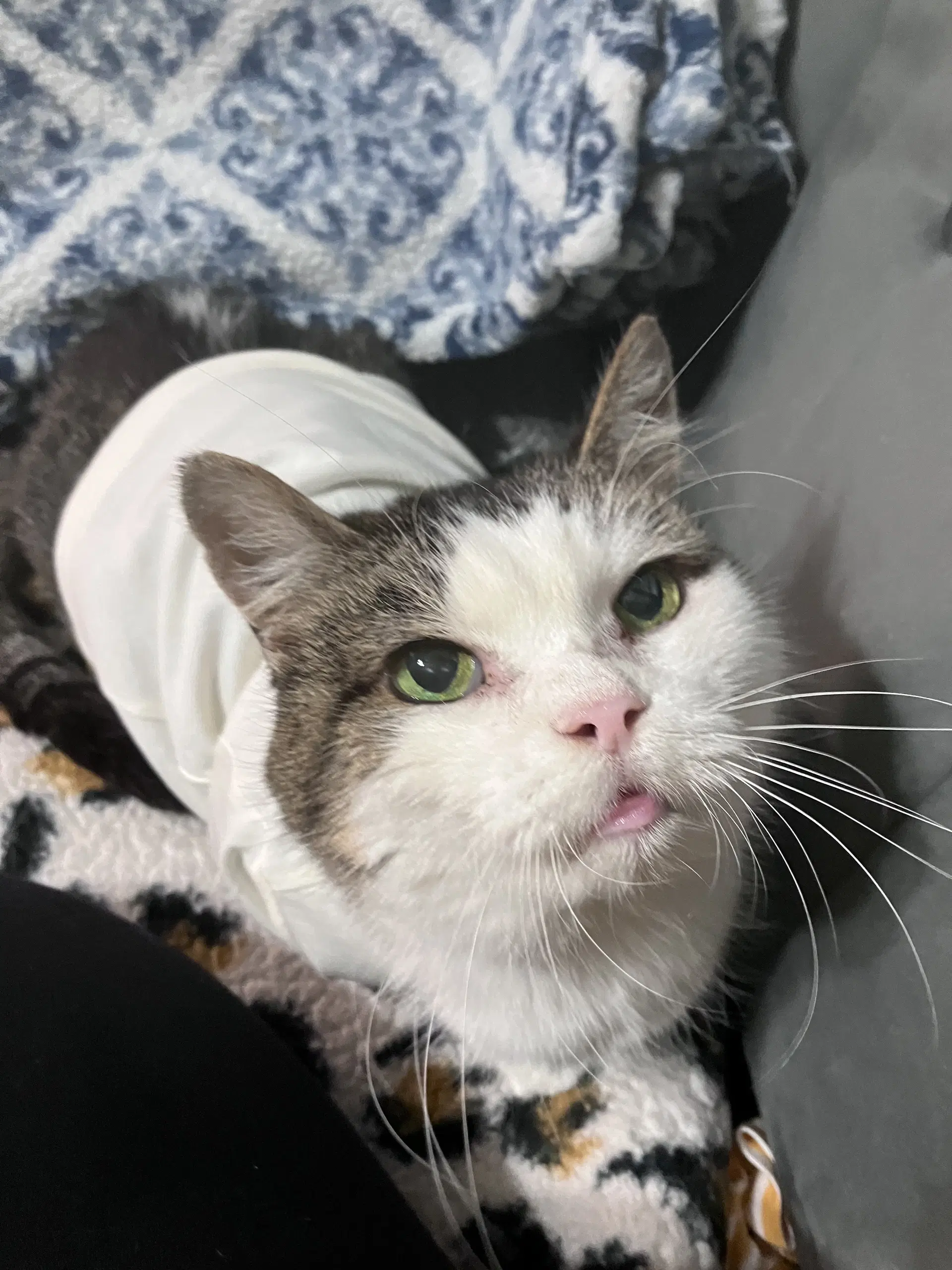 Princess Fiv - Domestic Short Hair