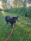 Macy