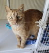 Ritz (bonded with Apallo)