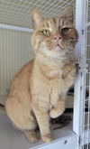 Apallo (bonded with Ritz)