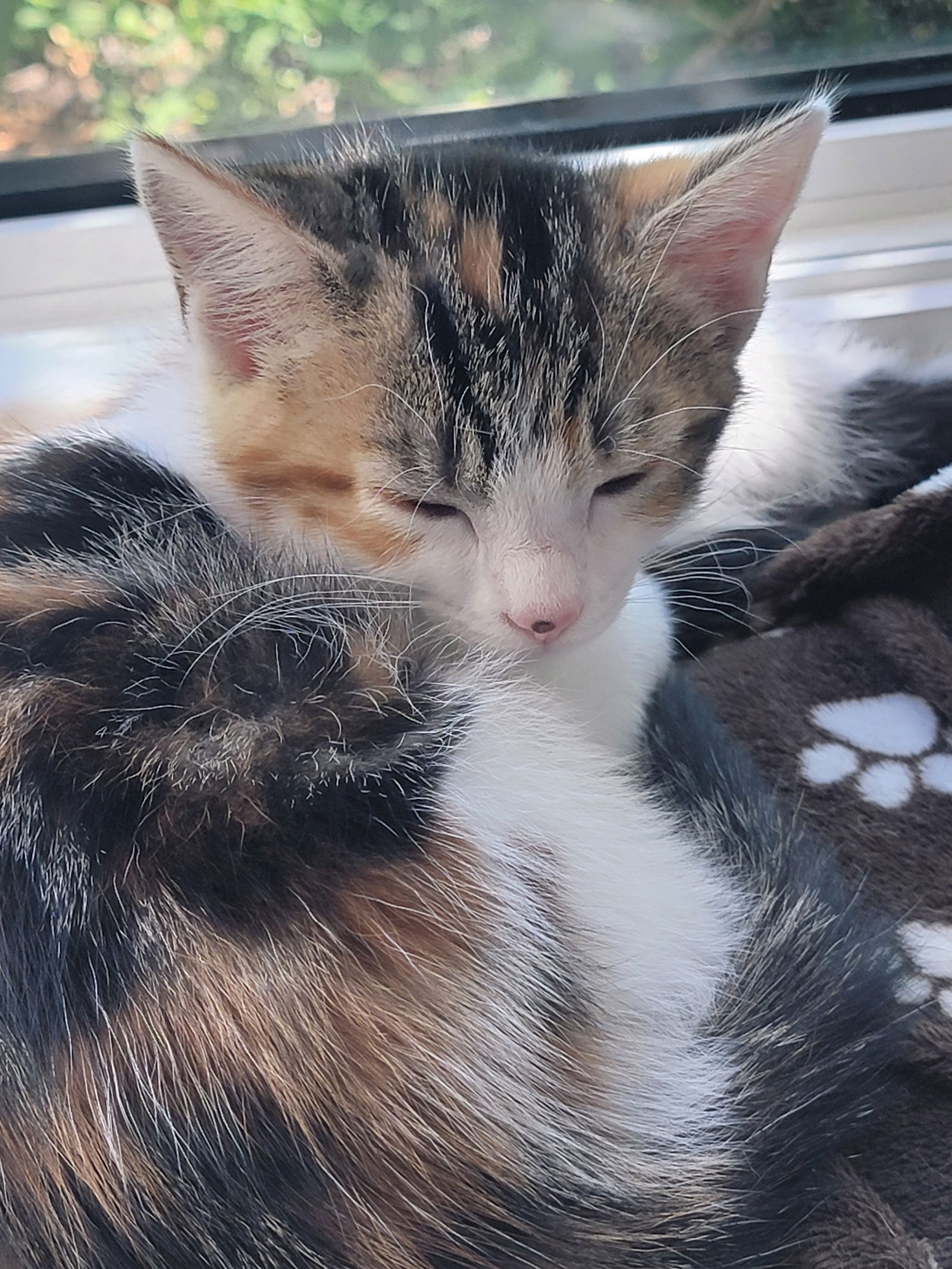 adoptable Cat in Williamsburg, IA named Wyatt Morgan