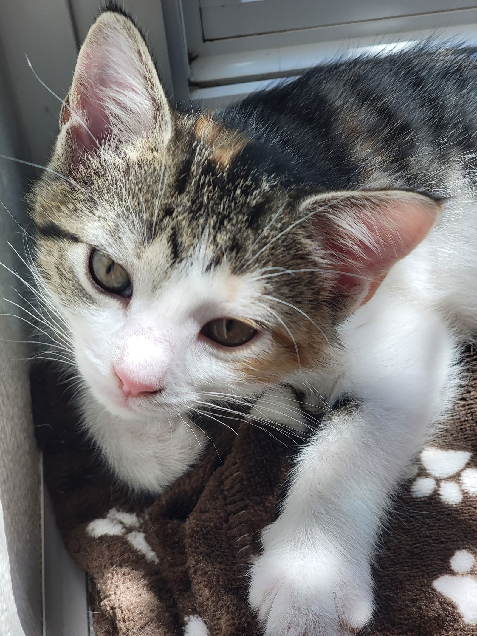 adoptable Cat in Williamsburg, IA named Kingsley Mahil