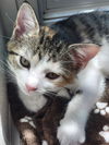 adoptable Cat in williamsburg, IA named Kingsley Mahil