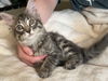 adoptable Cat in , IA named Cassian