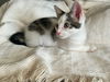 adoptable Cat in , IA named Lyra