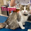 Trigger (bonded with Louie Louie)