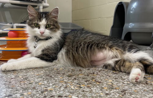 Trigger (bonded with Louie Louie)