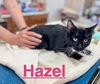 Hazel