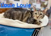 Louie Louie (bonded with Trigger)