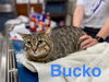 Bucko