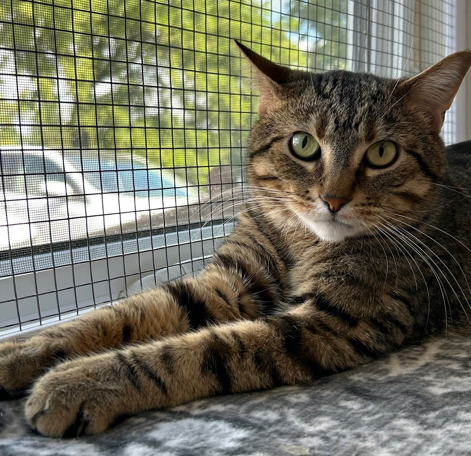 adoptable Cat in Williamsburg, IA named Bucko