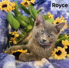 Royce Grey