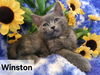 Winston Grey