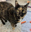 Miss Kitty