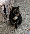 Miss Kitty