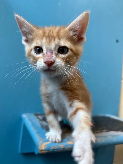adoptable Cat in Williamsburg, IA named Sprout
