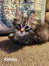 Kishka