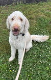 Arlo