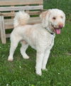Arlo