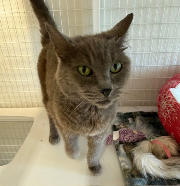adoptable Cat in Williamsburg, IA named Violet