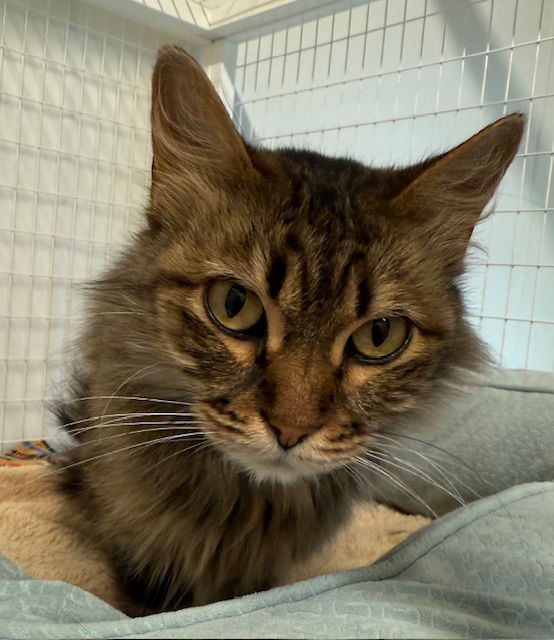 adoptable Cat in Williamsburg, IA named FiFi