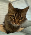 FiFi
