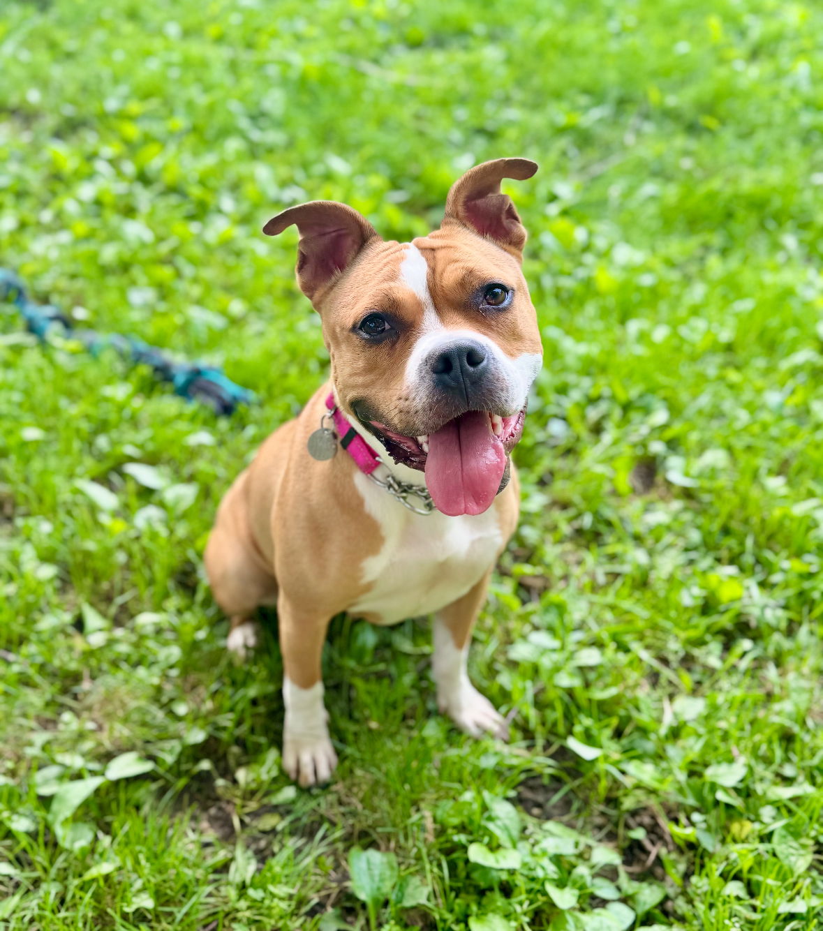 adoptable Dog in Williamsburg, IA named Crest