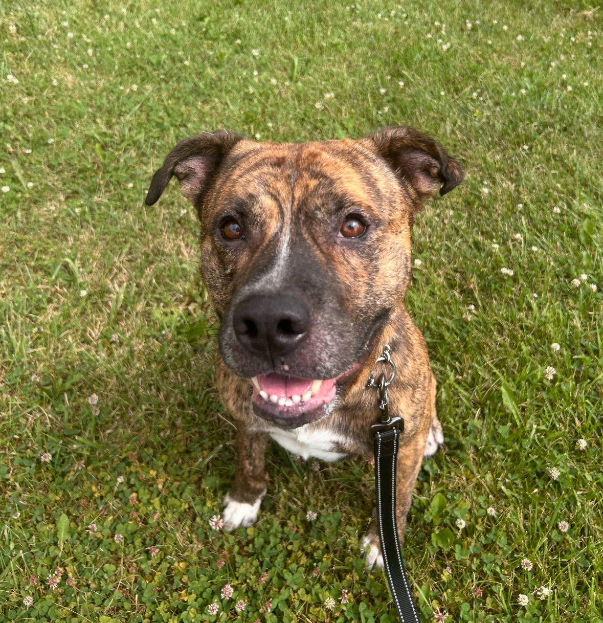 adoptable Dog in Williamsburg, IA named Stuart