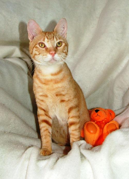 Pumpkin