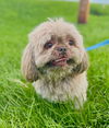Chewy