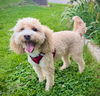 adoptable Dog in , IA named Ozzy